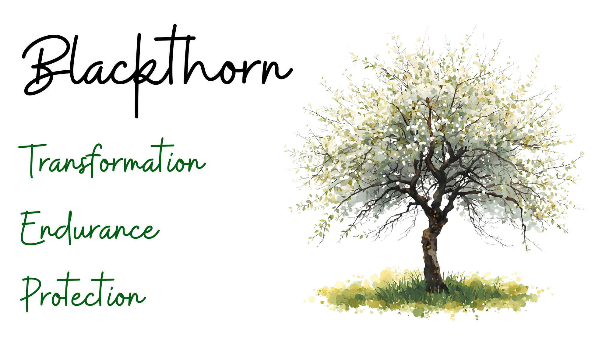 Blackthorn