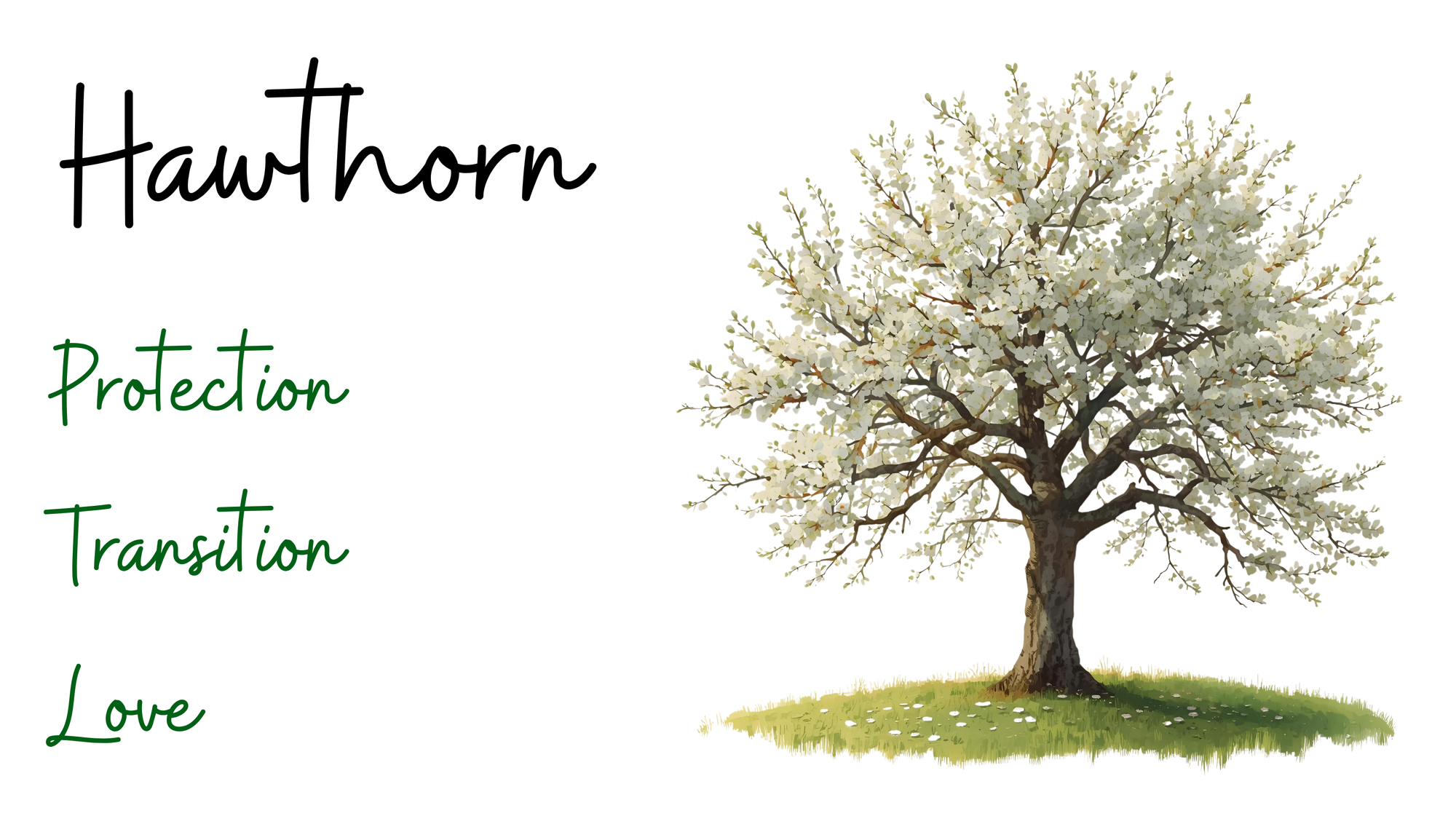 Hawthorn