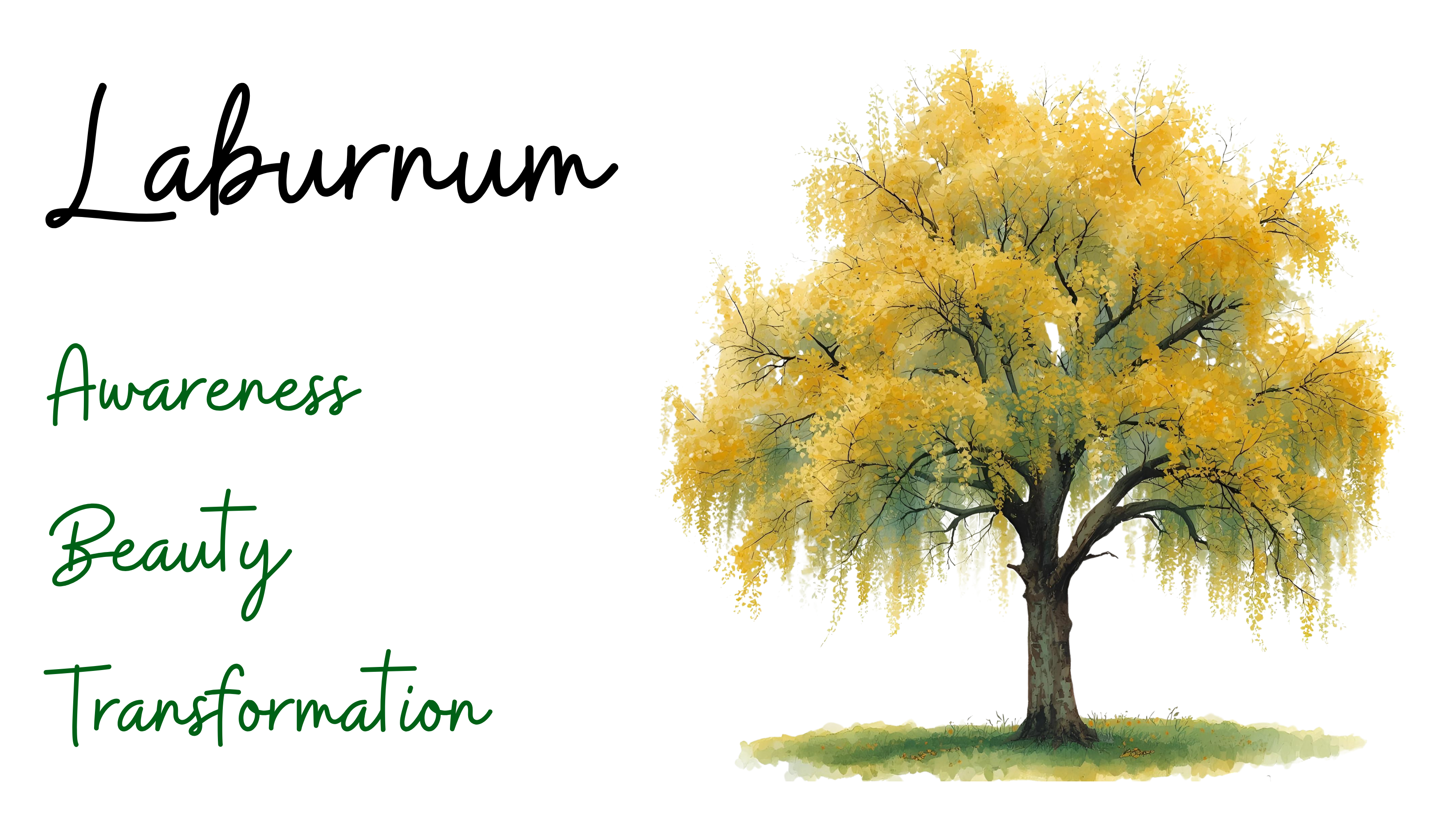 Laburnum