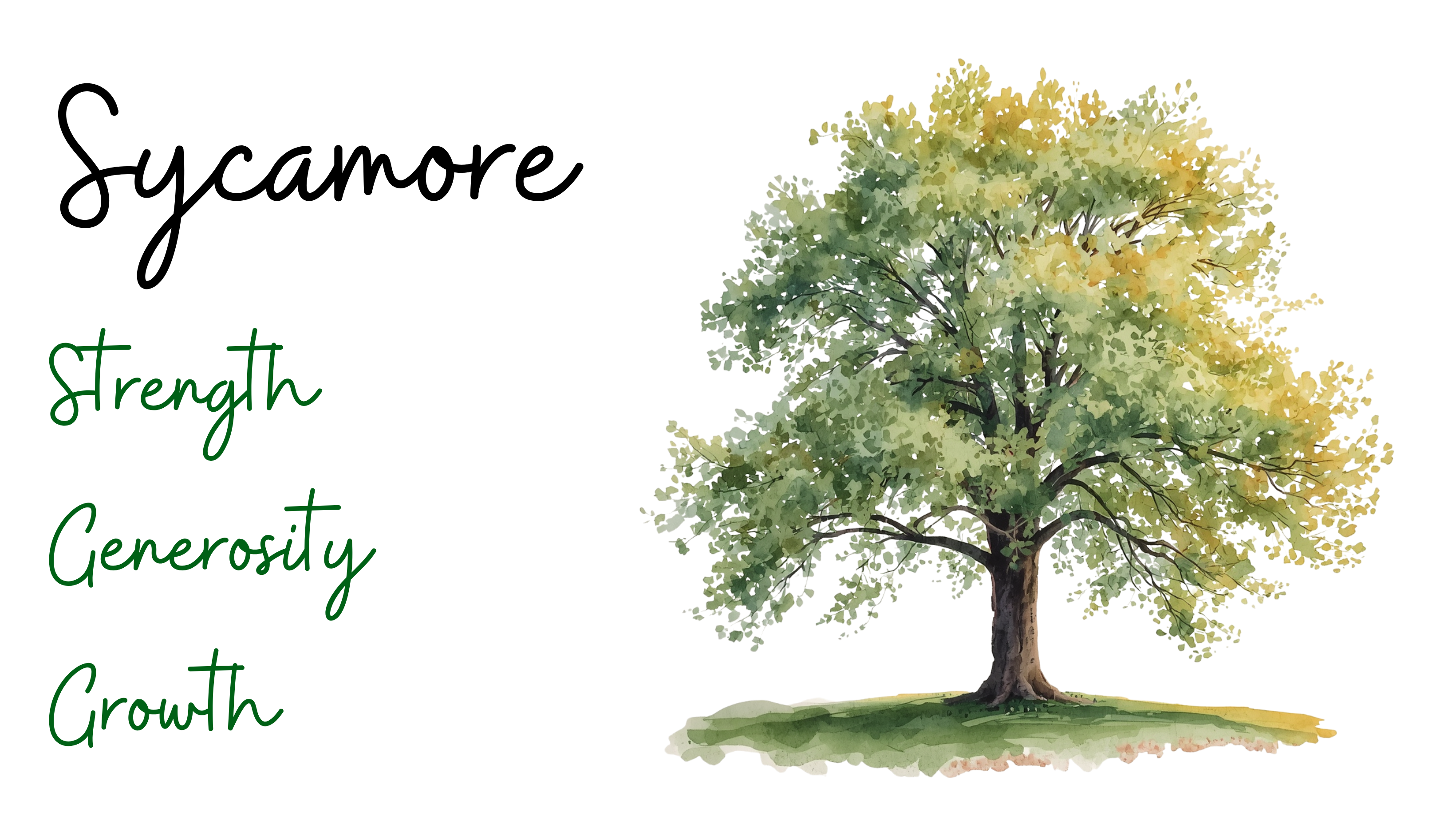 Sycamore