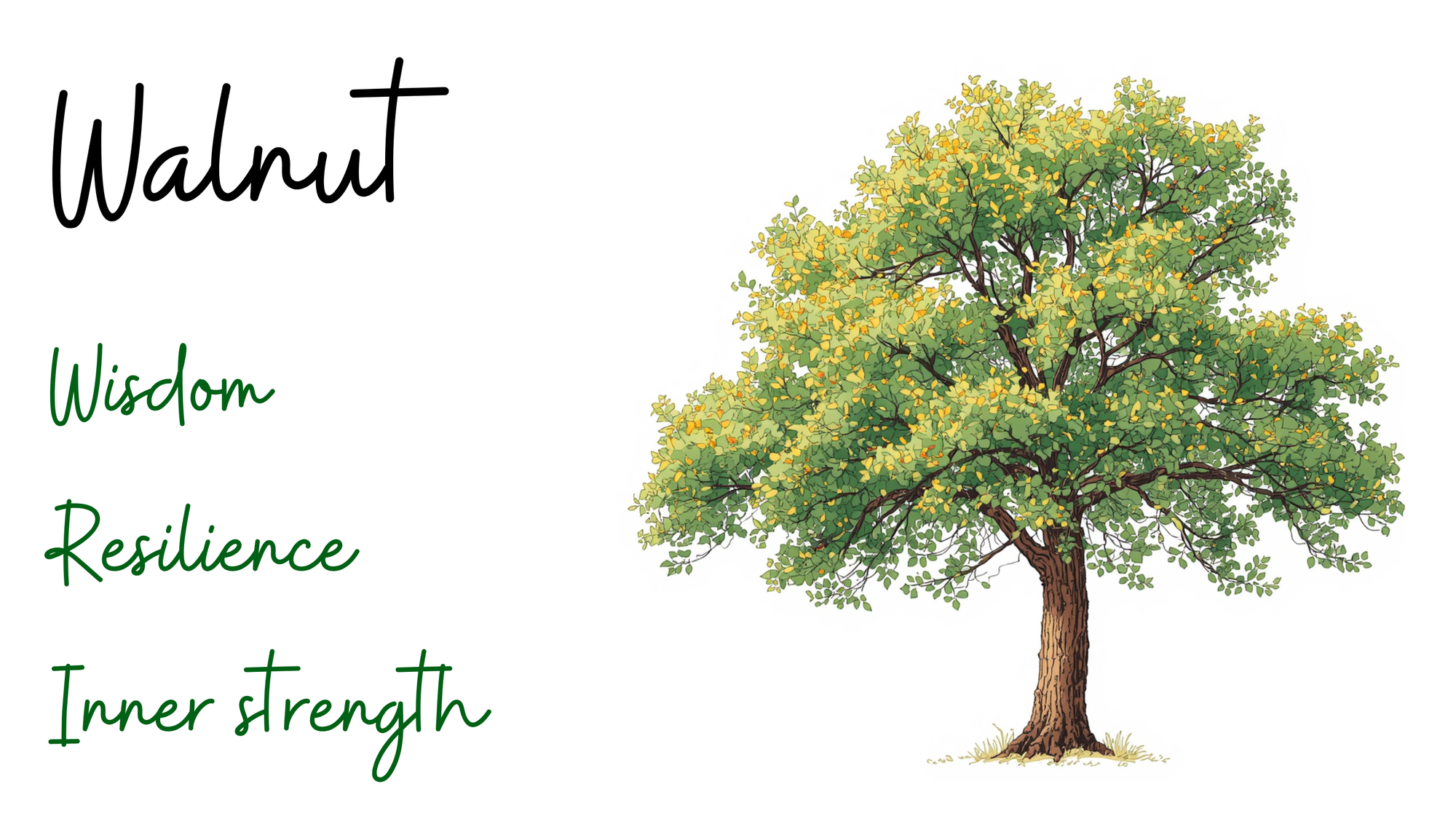 Walnut