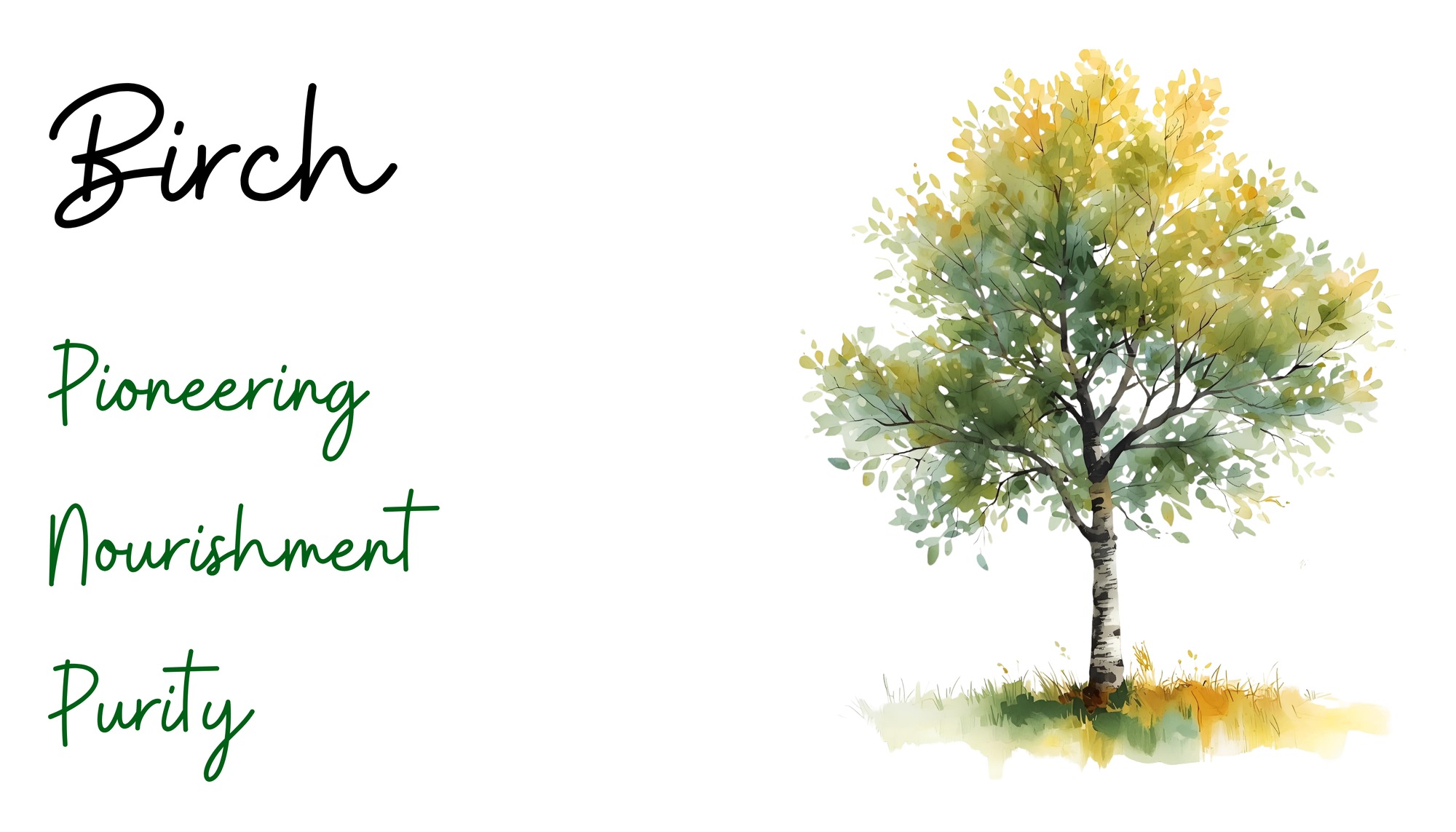 Birch